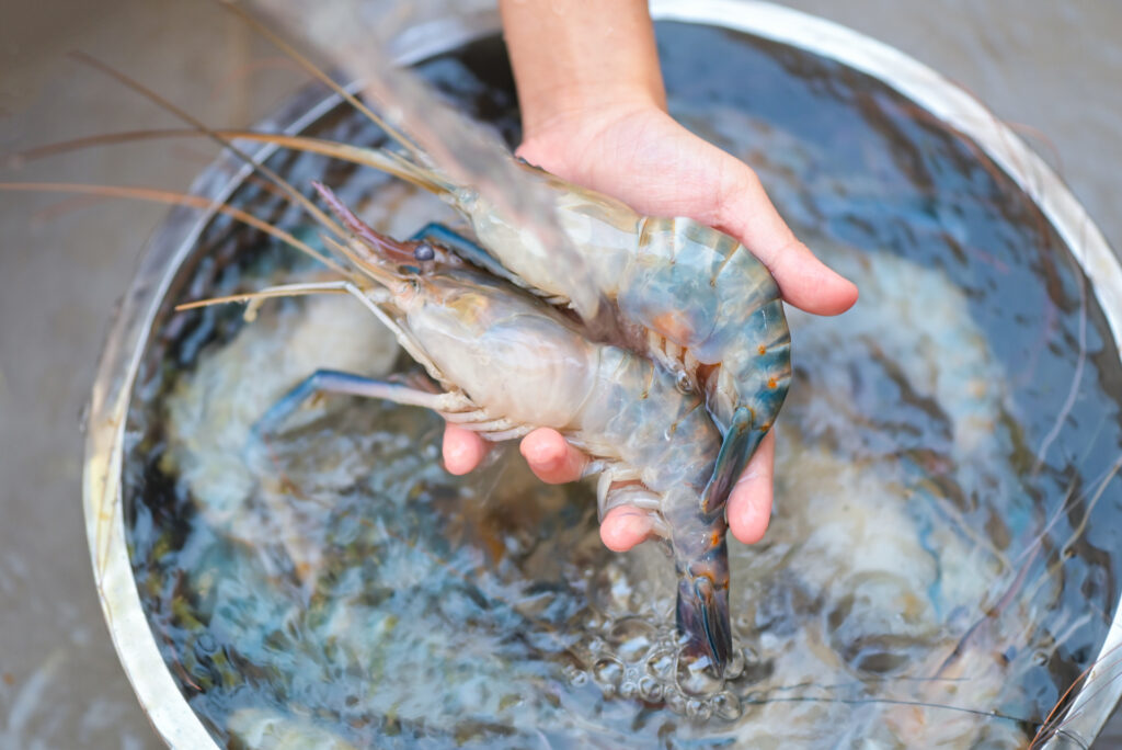 shellfish water purification hydroxyl II h2o2 water