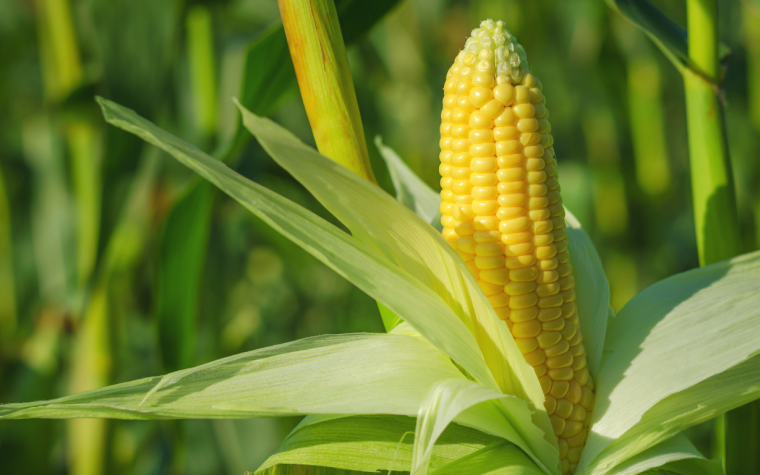 Crop Corn (3) Crop Corn (3)