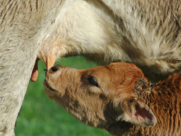 Dairy Farm 12