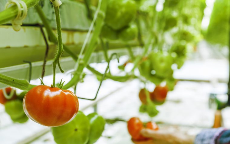 Greenhouse technology Modern greenhouse tomatoes Unclassifiable adjustment increase productivity and quality