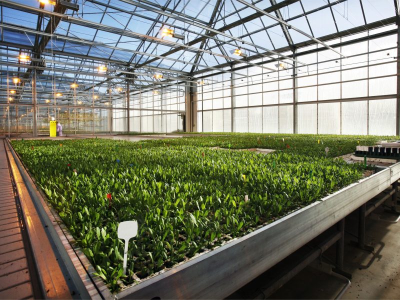 Young plants in a greenhouse in the Netherlands